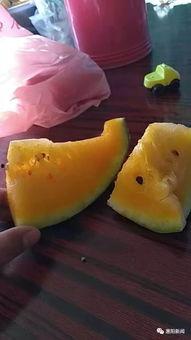 扫吃瓜的码,一场网络狂欢的幕后故事