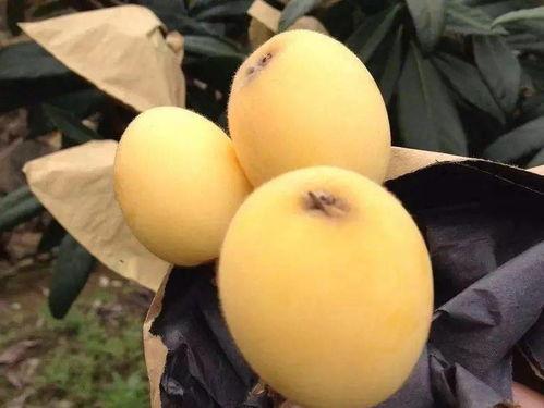 夏天吃小白瓜,小白瓜的养生美味