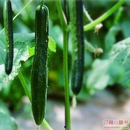 吃瓜日常2,揭秘娱乐圈背后的秘密与真相