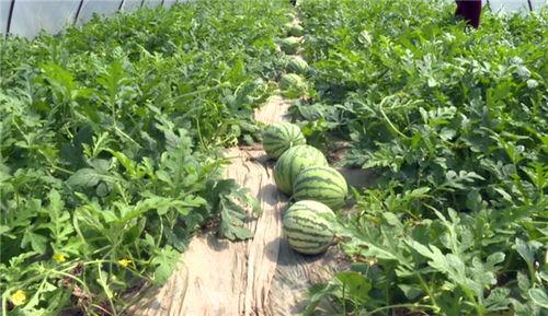 庄河最新吃瓜视频,揭秘幕后真相，带你领略网络风云