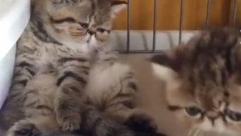 吃瓜小懒猫,揭秘娱乐圈幕后故事