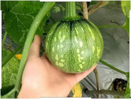 小唐人吃瓜,揭秘娱乐圈那些不为人知的幕后故事