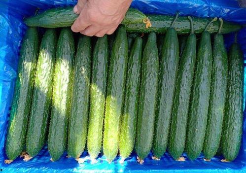 大棚瓜怎么吃,解锁健康美味新体验