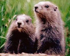 吃瓜的地鼠,揭秘瓜界新宠