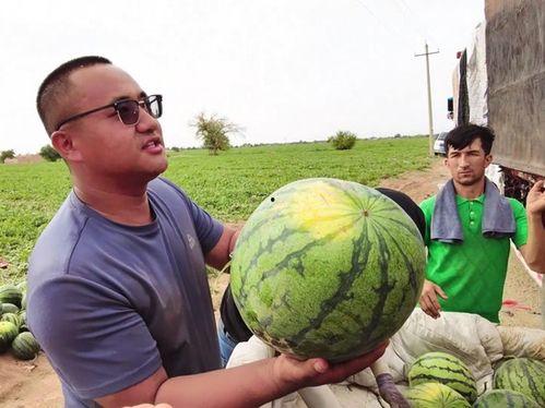 山南吃瓜图,一场别开生面的吃瓜盛宴