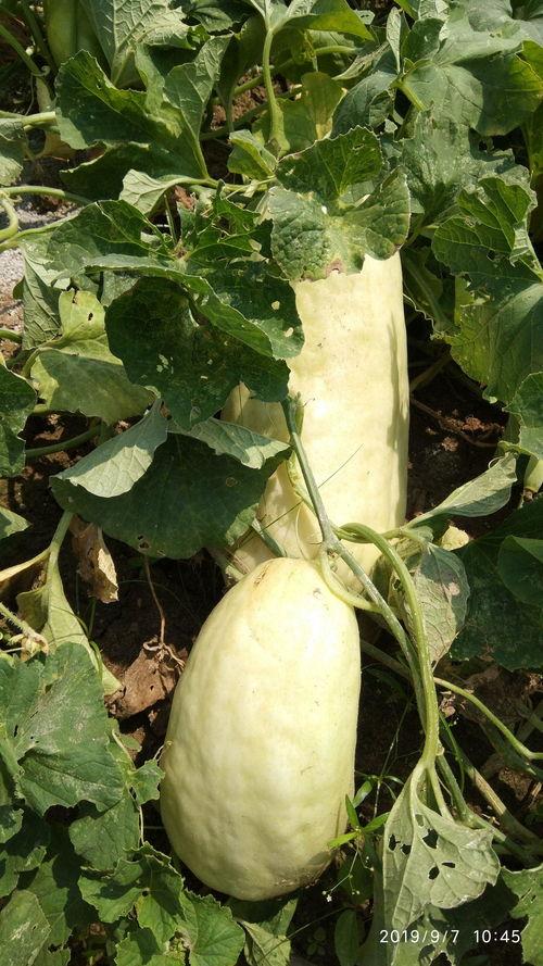 不敢吃的瓜是什么瓜,探寻食品安全背后的隐忧