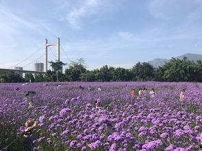 福州花海公园吃瓜,瓜果飘香，共享夏日清凉时光